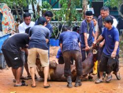 Idul Adha 1446 H di RT 003 Arira Garden