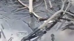 Limbah Hitam Cemari Perairan Pulau Labu Batam