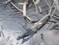 Limbah Hitam Cemari Perairan Pulau Labu Batam