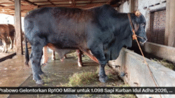 Prabowo Kurban 1.098 Ekor Sapi Premium