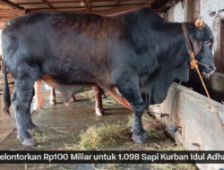 Prabowo Kurban 1.098 Ekor Sapi Premium