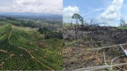 Habitat Gajah Sumatera di Bentang Alam Seblat Terancam Punah, Operasi Penertiban Hanya Simbolik?