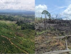 Habitat Gajah Sumatera di Bentang Alam Seblat Terancam Punah, Operasi Penertiban Hanya Simbolik?