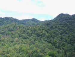 Hutan Bukit Sanggul Digusur Demi Pertambangan?