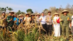 Wagub Kepri Panen Bersama Poktan Bintan