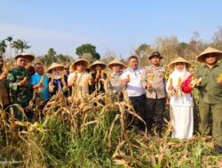 Wagub Kepri Panen Bersama Poktan Bintan